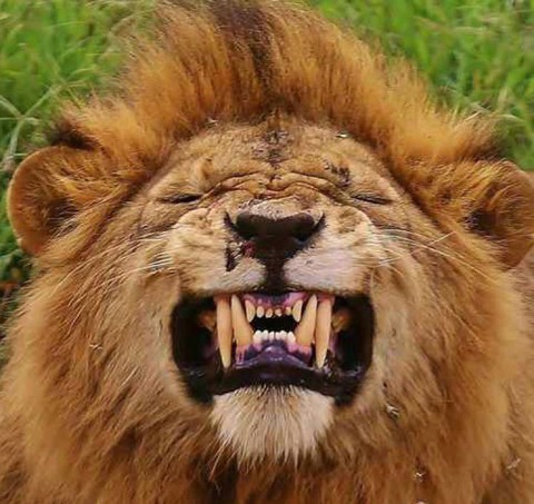 狮口惊魂(2007)的剧照 狮口惊魂(2007)的剧照