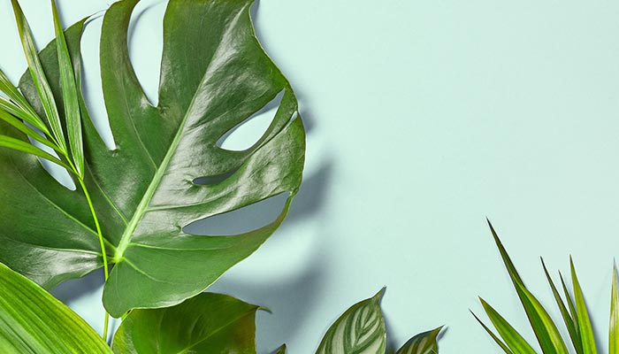 龟背竹.jpg 龟背竹.jpg