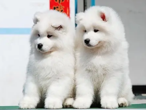 6个月萨摩耶正常体重是多少? 6个月萨摩耶正常体重是多少?