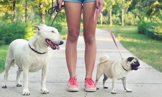 5种最有名气的小狗,最终一种被禁养,看看有你家的狗吗? 5种最有名气的小狗,最终一种被禁养,看看有你家的狗吗?