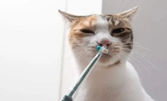 4斤猫吃阿莫西林剂量?猫吃阿莫西林的注意事项及副作用 4斤猫吃阿莫西林剂量?猫吃阿莫西林的注意事项及副作用