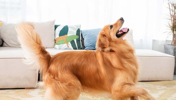 金毛犬怎么训练