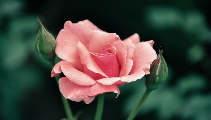 月季花施什么肥 月季花施的肥有哪些