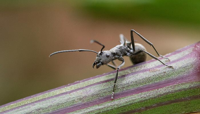 蚂蚁-27.jpg 蚂蚁-27.jpg