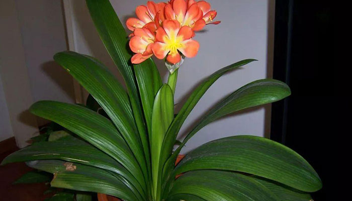 室内养的花有哪些 有哪些室内养的花