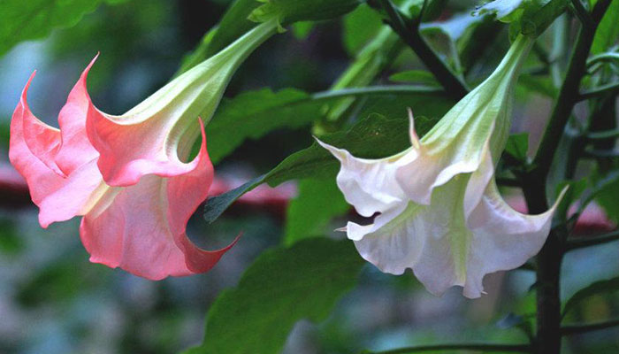 曼陀罗的花语 曼陀罗的花语是什么