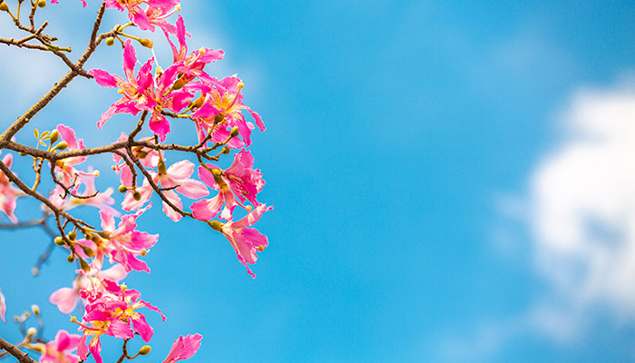 木棉花的花语 木棉花的花语是什么