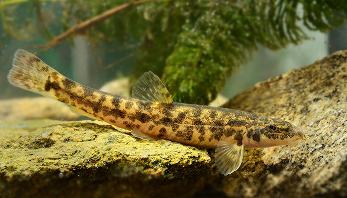 泥鳅7.jpg 泥鳅7.jpg