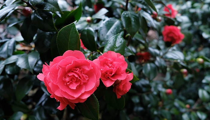 红山茶4.jpg 红山茶4.jpg