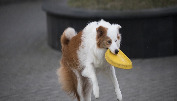 适合家养的宠物