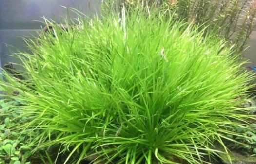 8种鱼缸中景水草,草缸该养哪个好呢? 8种鱼缸中景水草,草缸该养哪个好呢?