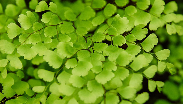 铁线蕨的养殖方法和注意事项 铁线蕨的养殖方法