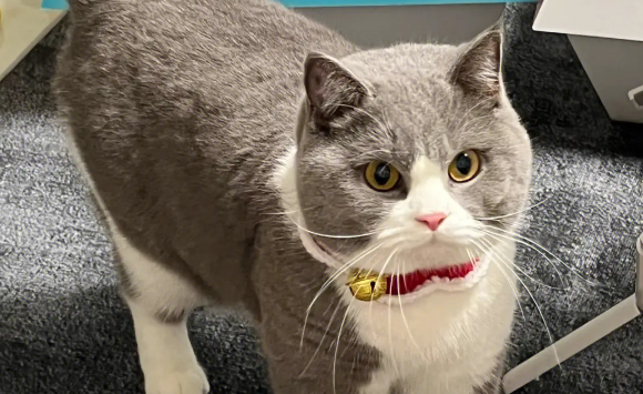 5岁的猫算老吗？其实还没有