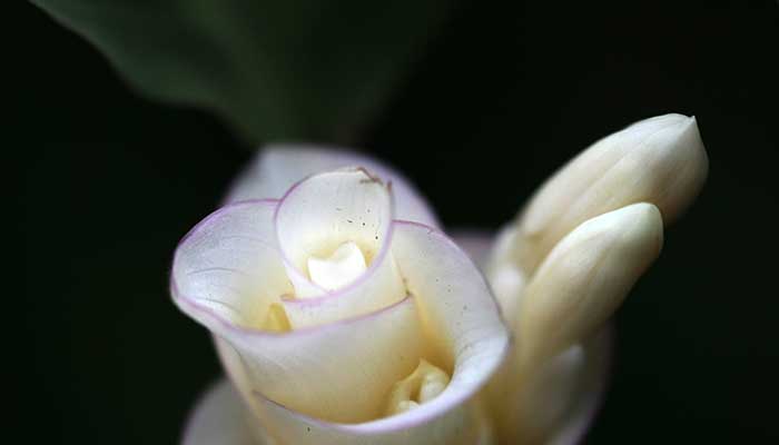 竹芋的养殖方法和注意事项 竹芋的养殖方法