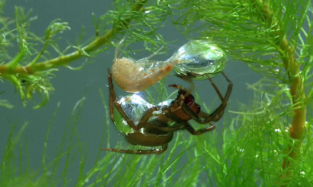 微观世界(1996)的剧照 微观世界(1996)的剧照