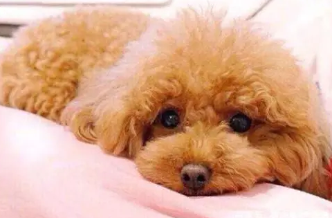 6岁的泰迪需不需要吃钙片 6岁的泰迪需不需要吃钙片