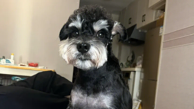 5个月雪纳瑞喂多少狗粮?了解一下 5个月雪纳瑞喂多少狗粮?了解一下