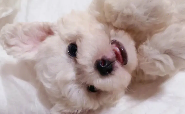 4个月的比熊应该长什么样?看完你就明白了 4个月的比熊应该长什么样?看完你就明白了