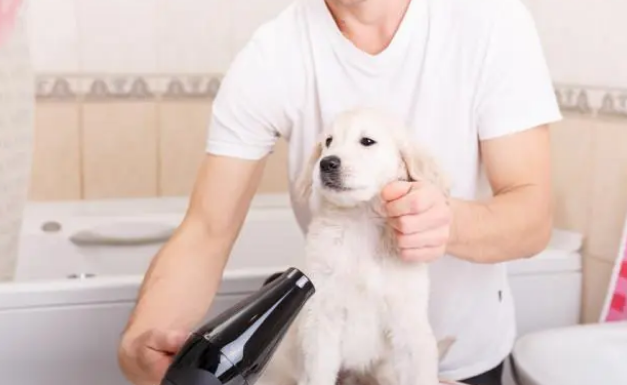 5个给狗狗洗澡的步骤,你都做到位了吗? 5个给狗狗洗澡的步骤,你都做到位了吗?