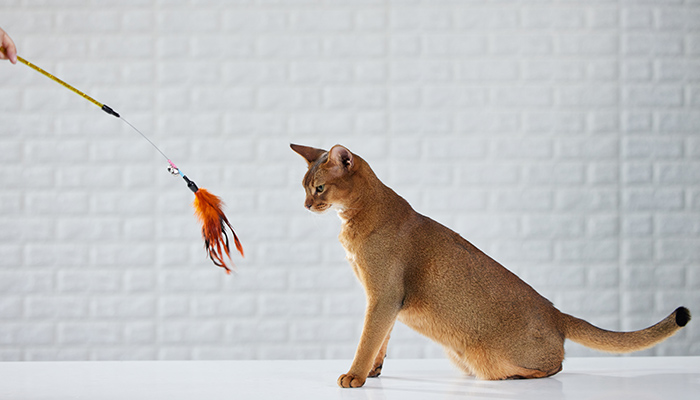 猫咪-29.jpg 猫咪-29.jpg