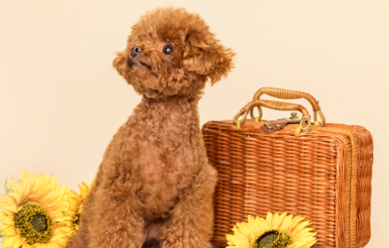 6岁的泰迪是不是很老了,相当于人多少岁 6岁的泰迪是不是很老了,相当于人多少岁