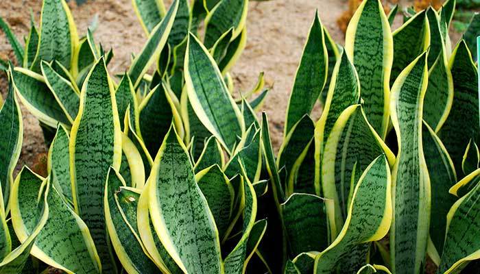 虎尾兰施什么肥 虎尾兰可以施什么肥