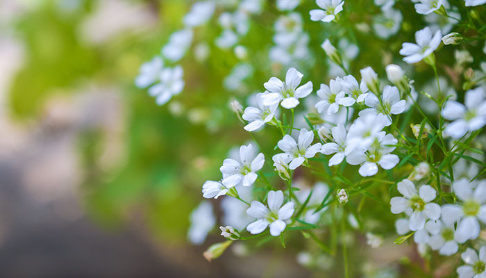 六月雪怎么修剪 六月雪的修剪方法