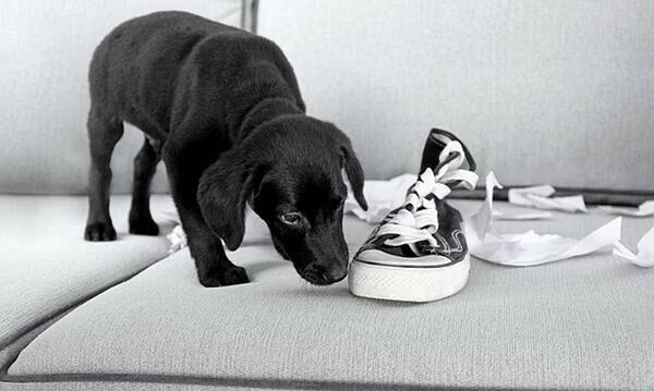 5个能够防止宠物狗咬鞋子方式,宠主能够学一学! 5个能够防止宠物狗咬鞋子方式,宠主能够学一学!