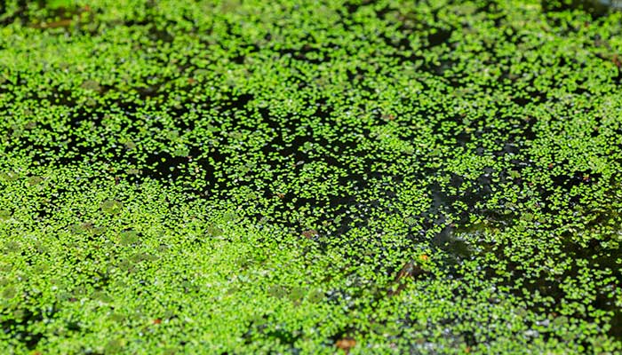 水生植物有哪些 水生植物的分类