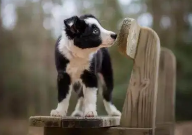 58心宠何铠圻:宠物活体市场的破局关键点在哪里? 58心宠何铠圻:宠物活体市场的破局关键点在哪里?
