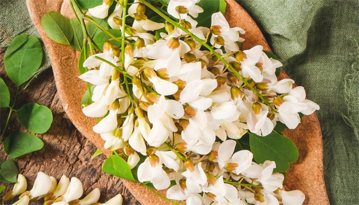 槐花什么时候开 槐花的开花时间