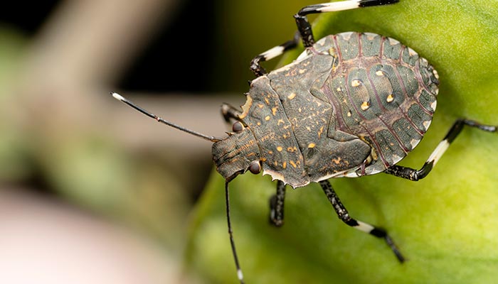 臭虫6.jpg 臭虫6.jpg