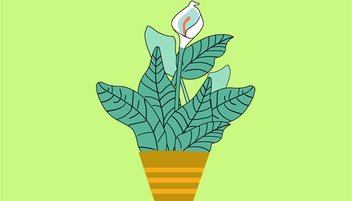 一帆风顺花有毒吗 一帆风顺花别名是什么