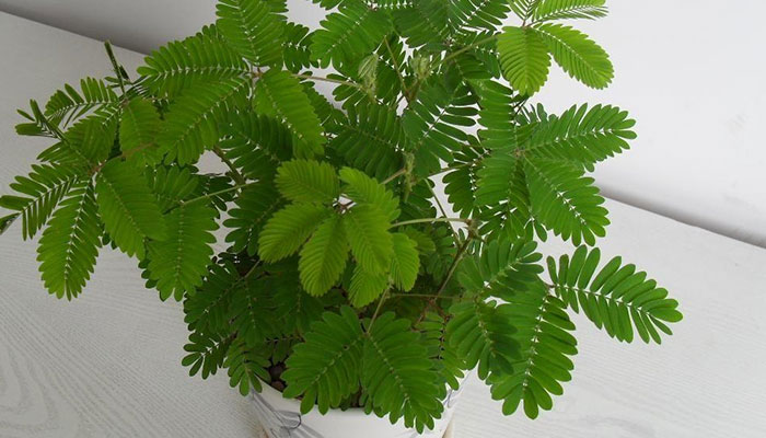 含羞草有毒吗 含羞草有没有毒