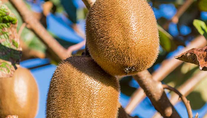 猕猴桃怎么修剪 猕猴桃的修剪方法