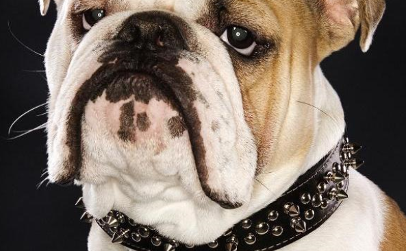 6种狗项圈介绍!以及3个让狗狗习惯戴项圈的方法 6种狗项圈介绍!以及3个让狗狗习惯戴项圈的方法