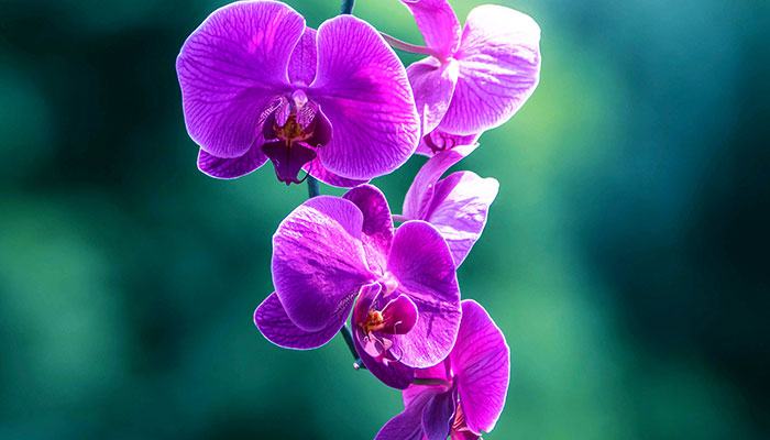 兰花花语 兰花花语是什么