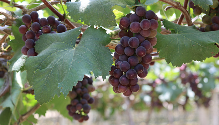 葡萄的养殖方法和注意事项 葡萄的养殖方法