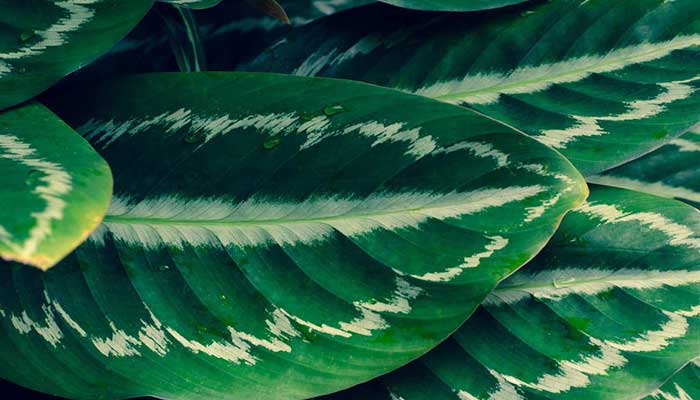 竹芋的养殖方法和注意事项 竹芋的养殖方法