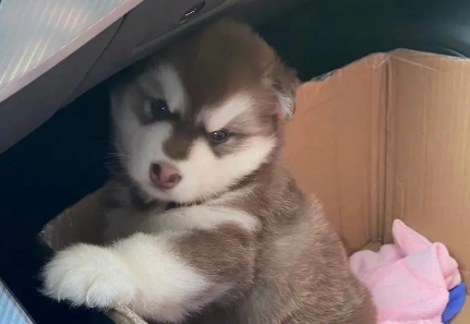 4个月的阿拉斯加吃多少?此文帮你解答 4个月的阿拉斯加吃多少?此文帮你解答