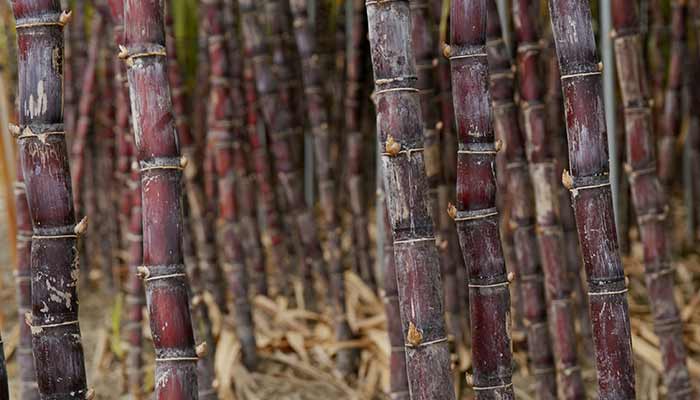 甘蔗48.jpg 甘蔗48.jpg