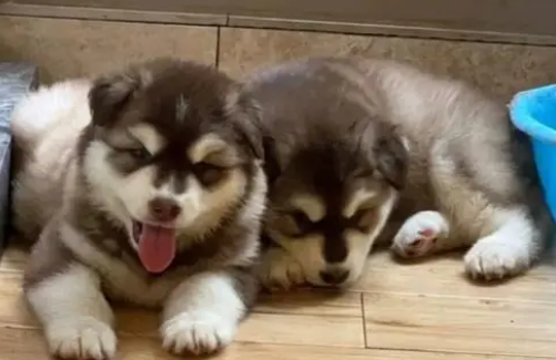 4个月的阿拉斯加吃多少?此文帮你解答 4个月的阿拉斯加吃多少?此文帮你解答