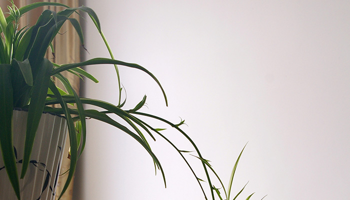 青叶吊兰的养殖方法和注意事项 青叶吊兰的养殖方法