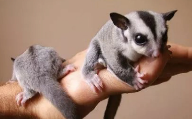 50天蜜袋鼯怎么养?不妨来这里了解一下~ 50天蜜袋鼯怎么养?不妨来这里了解一下~