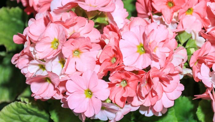 天竺葵有毒吗 天竺葵有没有毒