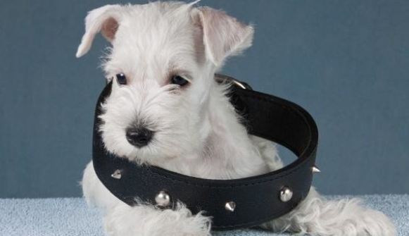 6种狗项圈介绍!以及3个让狗狗习惯戴项圈的方法 6种狗项圈介绍!以及3个让狗狗习惯戴项圈的方法