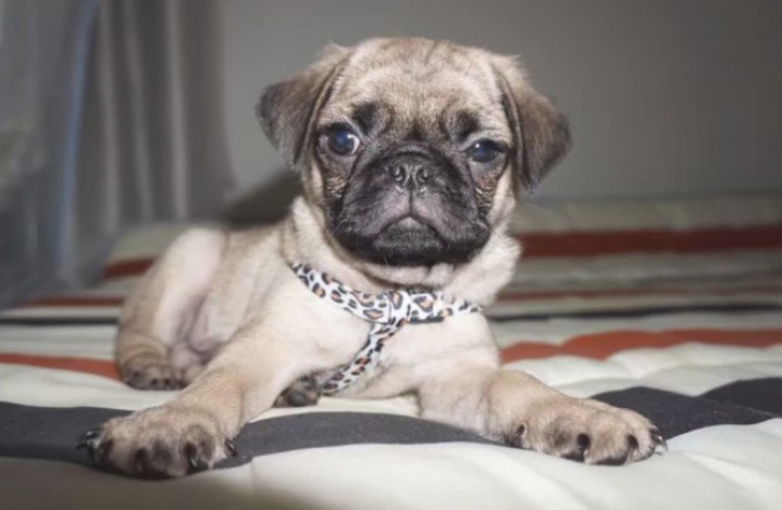 3种闹脾气会咬人的狗狗,来了解下~ 3种闹脾气会咬人的狗狗,来了解下~