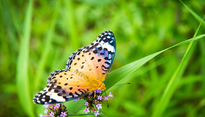 蝴蝶16.jpg 蝴蝶16.jpg