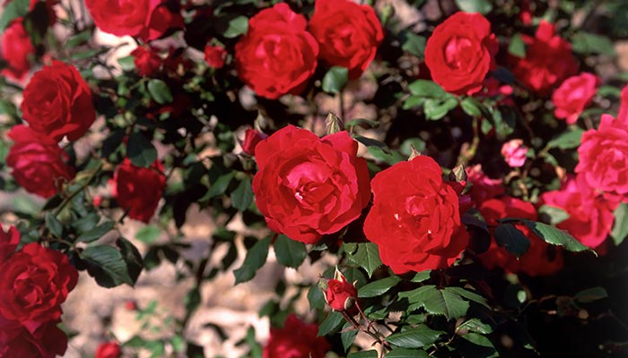 山茶花11.jpg 山茶花11.jpg