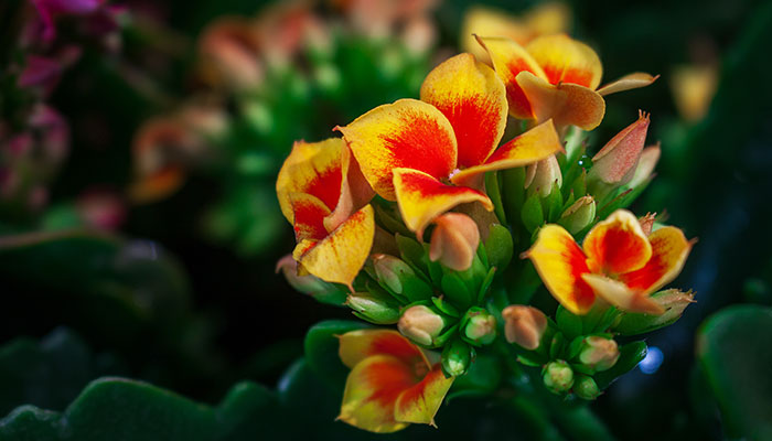 水培的花有哪些 有哪些水培的花